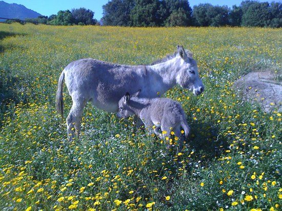 il Parco faunistico e botanico d'Olva