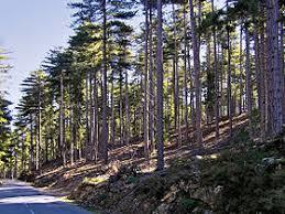 Foret de Valdu Niellu